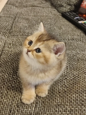 Britische Kurzhaar katzen Baby 