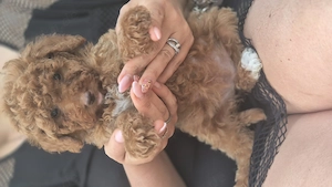 Maltipoo Welpe