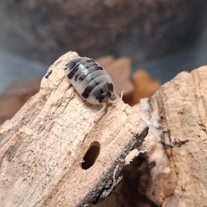 AnzeigePorcellio laevis "Panda"