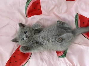Bezauberndes BKH Katzenmädchen