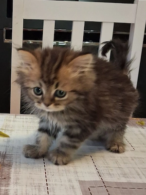 Maine coon babys 