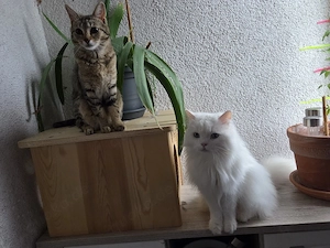 Katzen Dame sucht ein Zuhause 