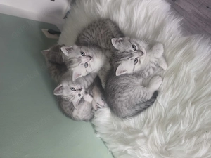 Bkh Kitten 