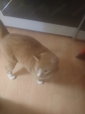 selbstreiniger katzen toilette und EkH katze verschmusst 