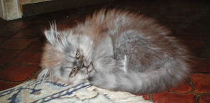 Reinrassige Perserkitten Perserbabys Perserkätzchen Perserkatzen,