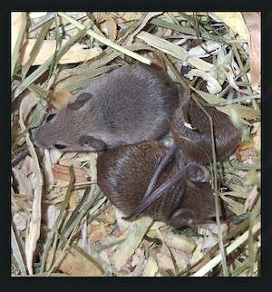 Afrikanische Zwergmäuse