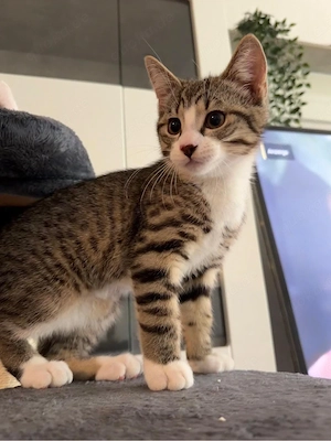 katzenbaby abzugeben 