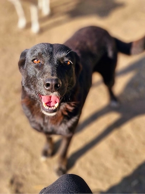 tolle Hündin MELOU, 8 Jahre - bekommt sie eine Chance?