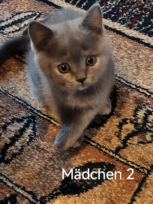 Bkh Kitten, Blue Tortie suchen liebe Familien 