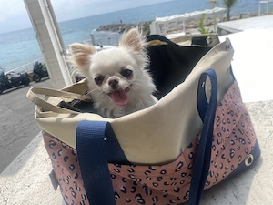 Chihuahua Hündin Mini 1,6 kg