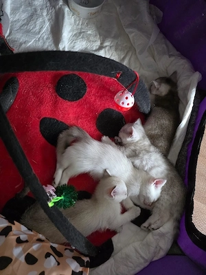 Britisch Kurzhaar Kitten 