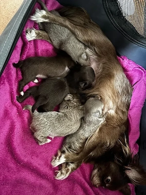 Reinrassige chihuahua Langhaar welpen 