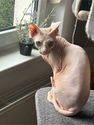 Canadian Sphynx Katze