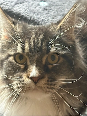 Maine Coon Kater 9 Monate jung unkastriert