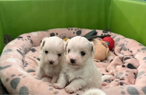 Coton de Tulear Welpen Baumwollhund