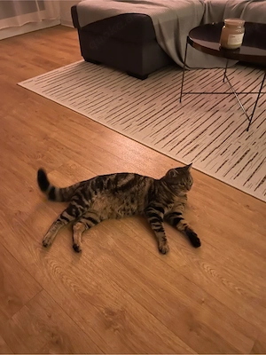 Deckkater Europäische Kurzhaar