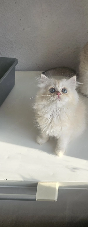 baby kiten zu verkaufen 
