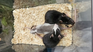 Ratten - Jungs