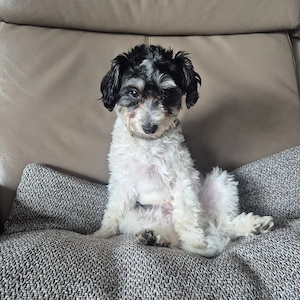 Sheltipoo Toy Pudel Mix 9 Monate alt