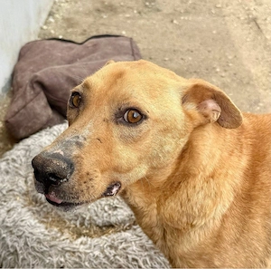    Lord Nelson hat gekämpft   jetzt sucht er sein Happy End!  Bild 3