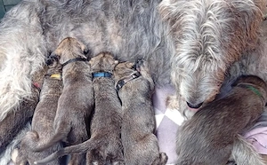 Irischer Wolfshund Welpen   Noch 3 Mädels und 2 Jungs