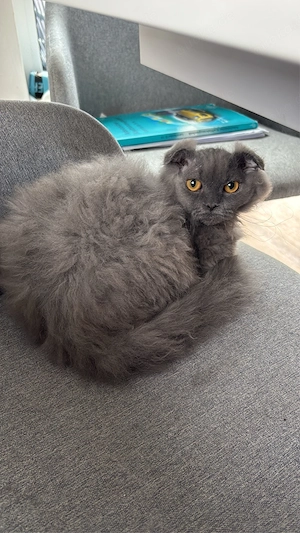 Kiki sucht ein liebevolles Zuhause 