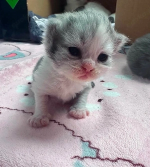 * Perserkatze *