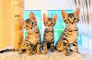 Bengal Kitten 