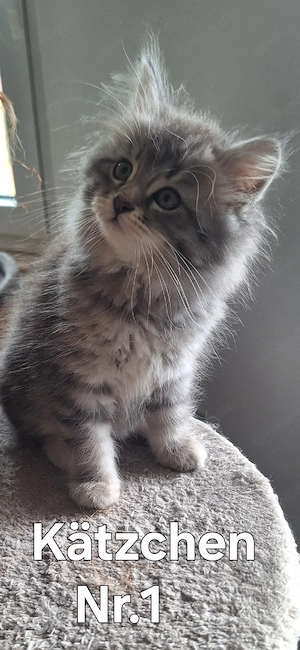 Neva Masquarade sibirische Waldkatzen Kitten