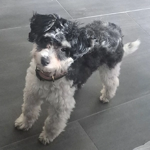 Sheltipoo Toy Pudel Mix 9 Monate alt