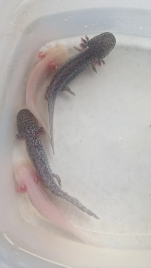 Axolotl Nachzuchten - ca. 15 cm