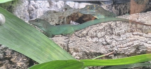 Anolis Marmoratus( Guadeloupe-Anolis)Jungtiere
