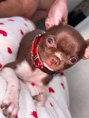 chihuahua Welpe
