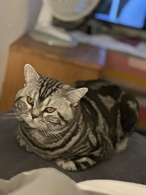 BKH Silver Tabby - Deckkater Elvis mit Erfahrung