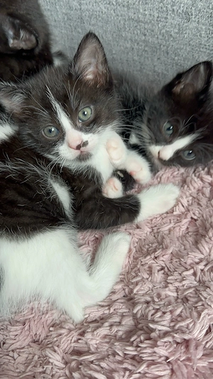 Baby Kätzchen 