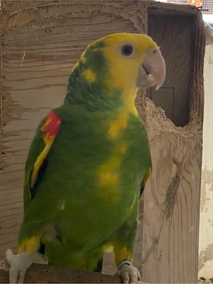 Große Doppelgelbkopfamazonen (Amazona oratrix magna)