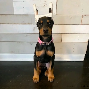 Dobermann-Adoption   so geht s