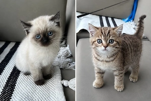 2 wunderschöne BKH Tabby Abgabebereit 