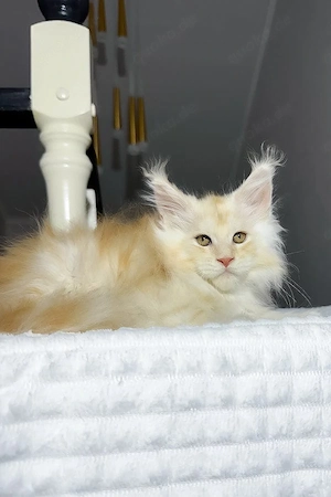 Eleganter Maine-Coon-Kater (männlich, 3 Monate alt)   freundlich und familienfreundlich