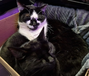 zwei unzertrennliche Katzen suchen zusammen ein neues zu Hause 