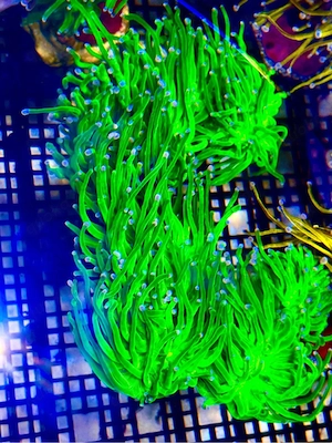 Euphyllia Toxic Green