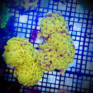 Fimbraphyllia Golden Nugget 24k
