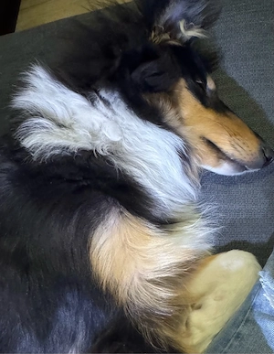 Colliehündin, Welpe