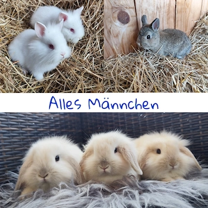 Minilop Zwerghase Löwenkopf 