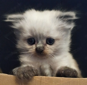 Edelmix Ragdoll -Britisch Langhaar Kätzchen 