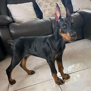 Trainingsbereite Dobermannwelpen