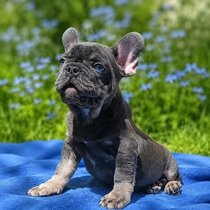 Wir lieben unsere französischen Bulldoggenwelpen
