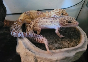 1.1 Leopardgecko SG