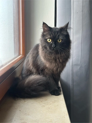Liebevolles Zuhause für Naomi gesucht