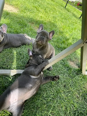 French bulldog germany 